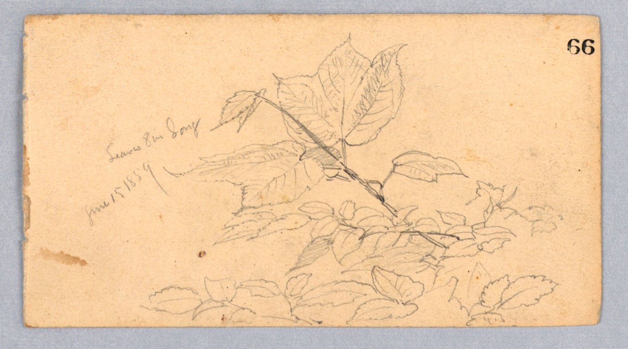 Studium listí od William Trost Richards