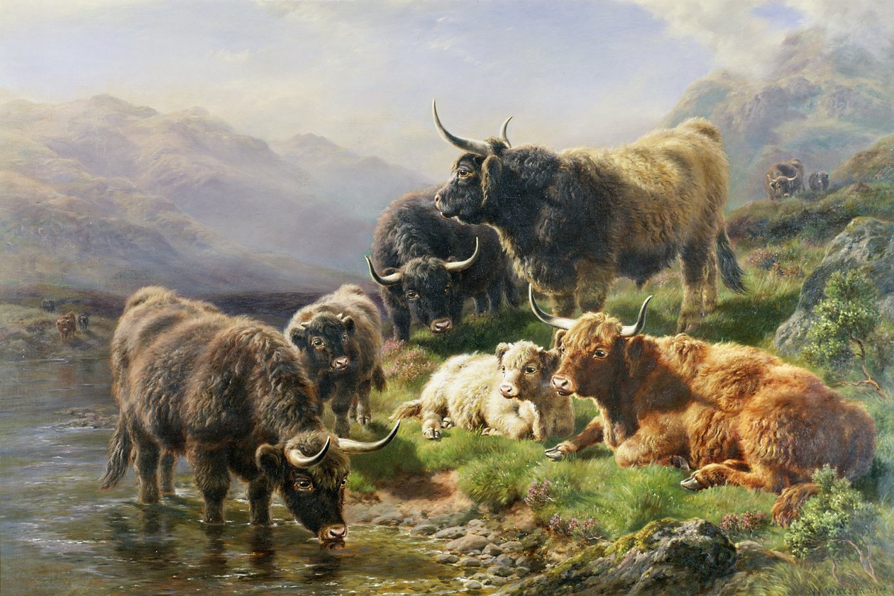 Highland Cattle od William Watson