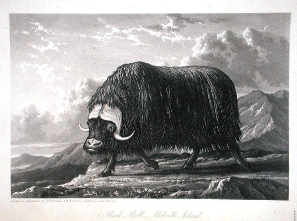 Musk Bull, Melville Island, z 