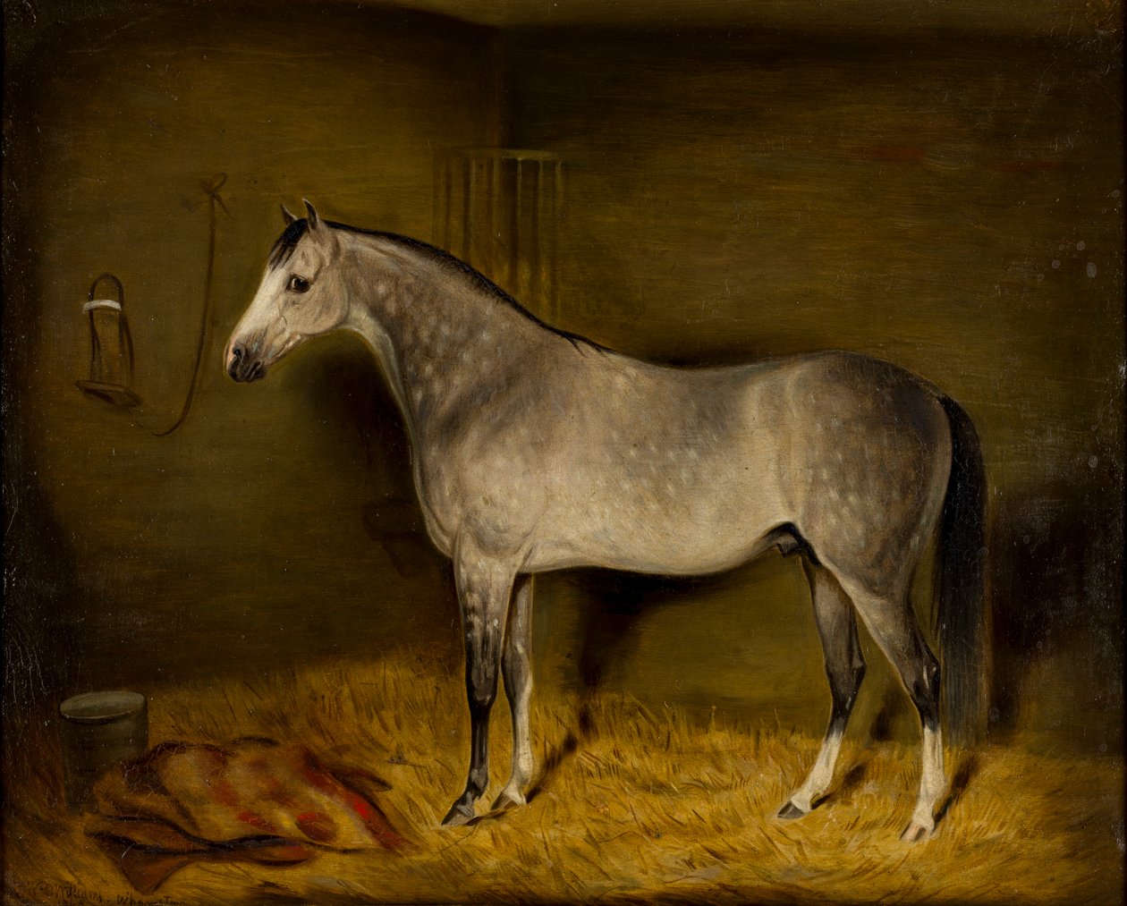 Arabský kůň ve volné krabici, cca 1860 (olej na plátně) od William Williams