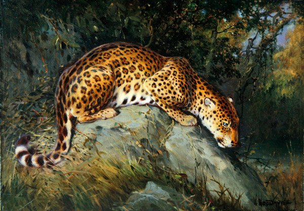 Leopard krčící se na skále (olej na plátně položeném na palubě) od William Woodhouse