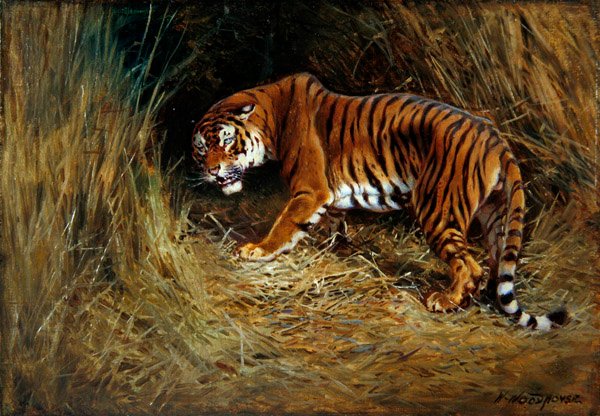 Prowling Tiger (olej na plátně položeném na palubě) od William Woodhouse