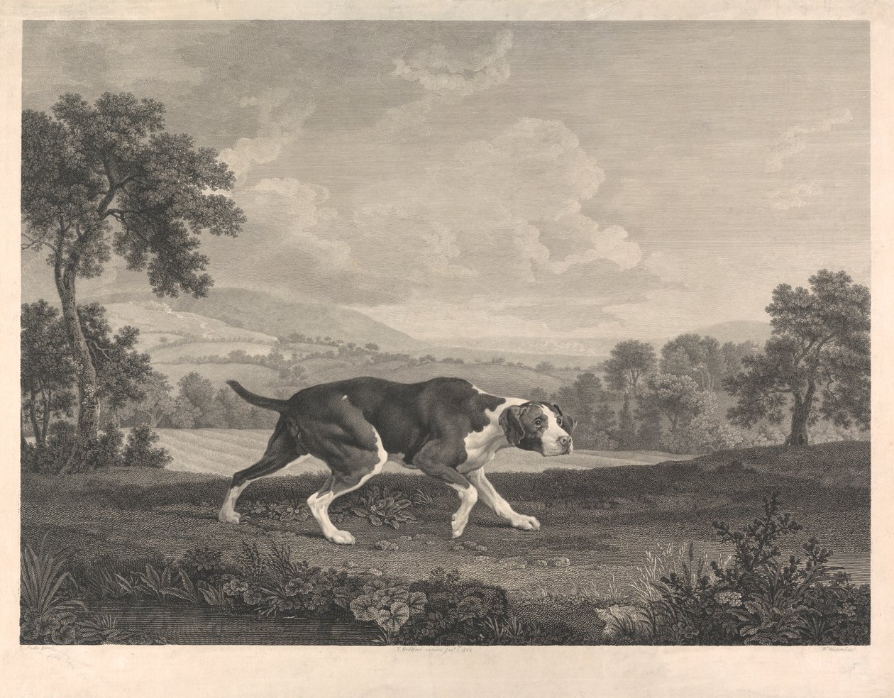 Španělský ohař od William Woollett