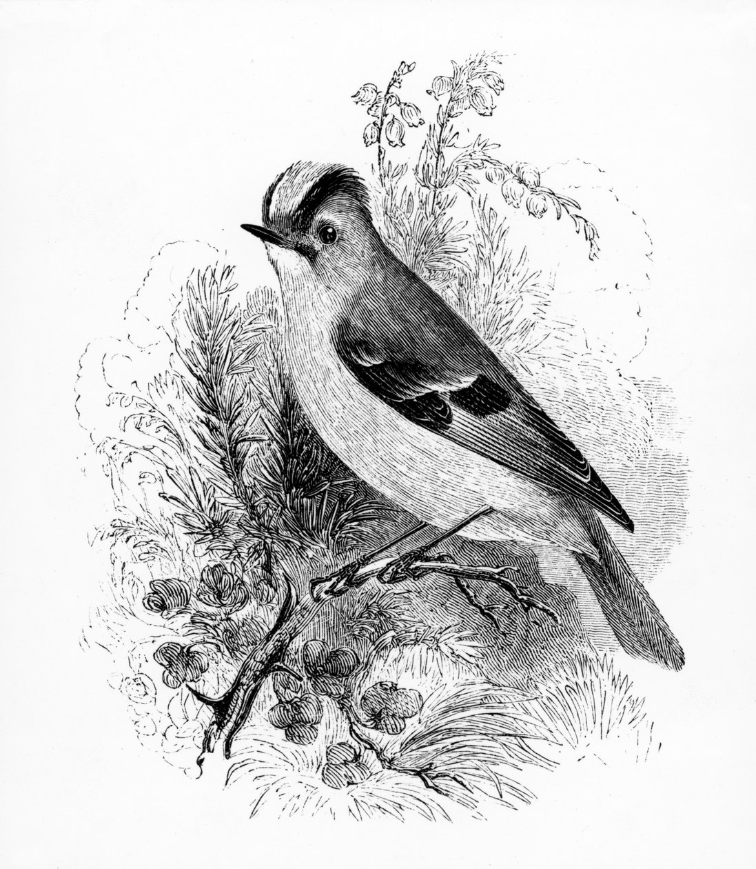 Zlatý chocholatý Regulus, ilustrace z „Historie britských ptáků“ od Williama Yarrella, poprvé publikovaná v roce 1843 od William Yarrell