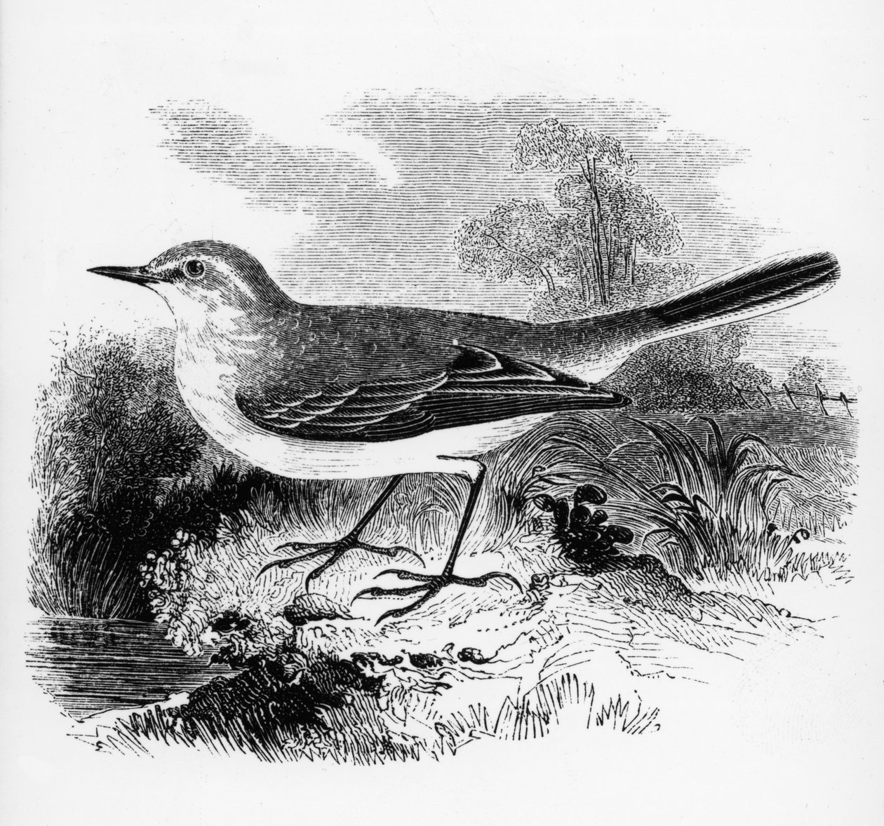 Rayův chocholouš, ilustrace z knihy Williama Yarrella "A History of British Birds", poprvé vydané v roce 1843. od William Yarrell