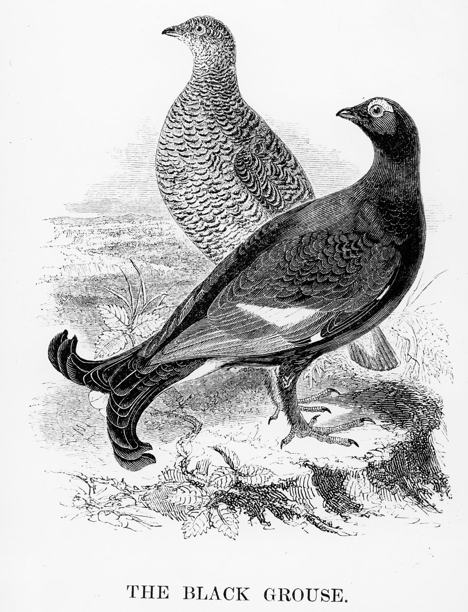 Tetřev, ilustrace z „Historie britských ptáků“ od Williama Yarrella, poprvé publikováno v roce 1843 od William Yarrell