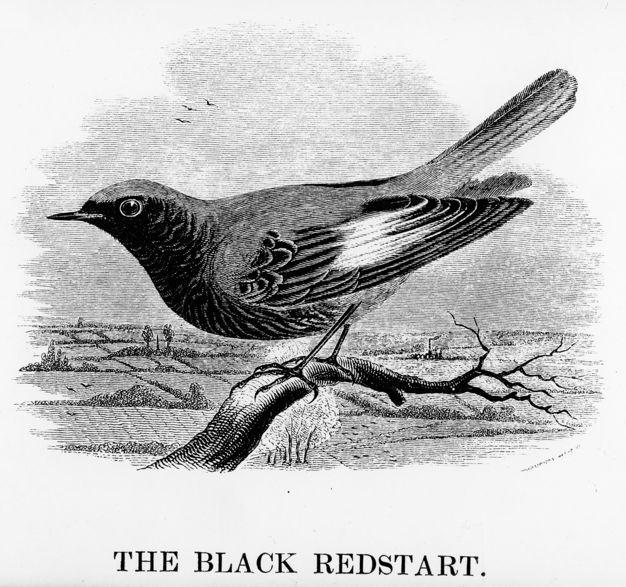 The Black Redstart, ilustrace z 