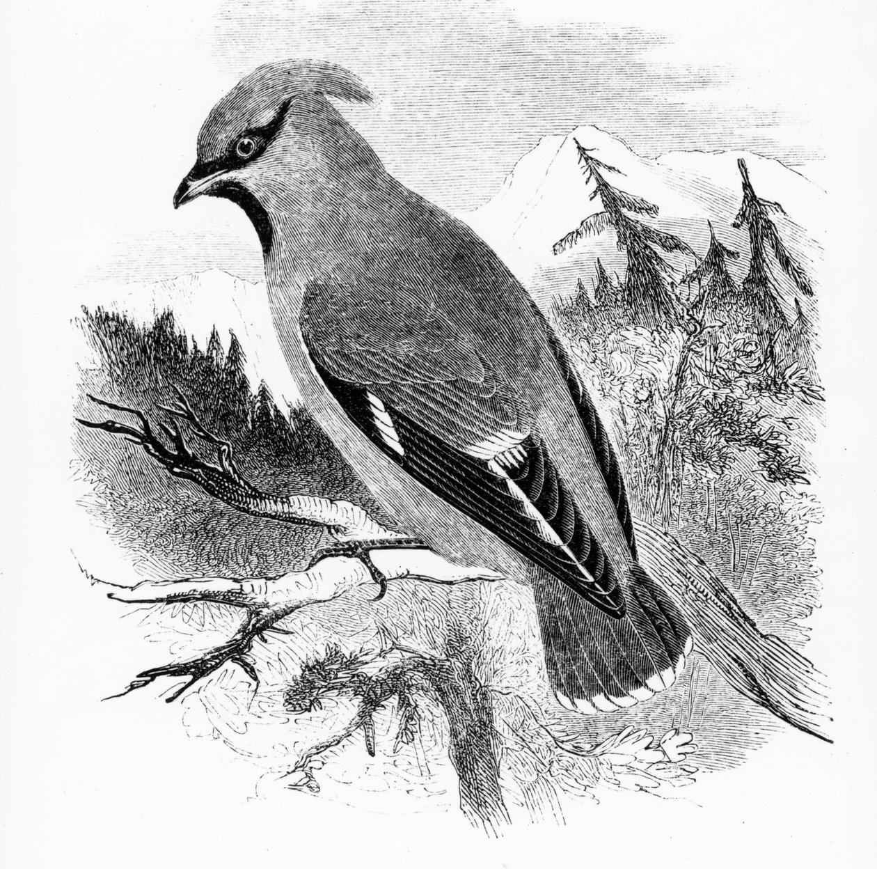 The Bohemian Waxwing, ilustrace z „A History of British Birds“ od Williama Yarrella, poprvé vydaná v roce 1843 od William Yarrell