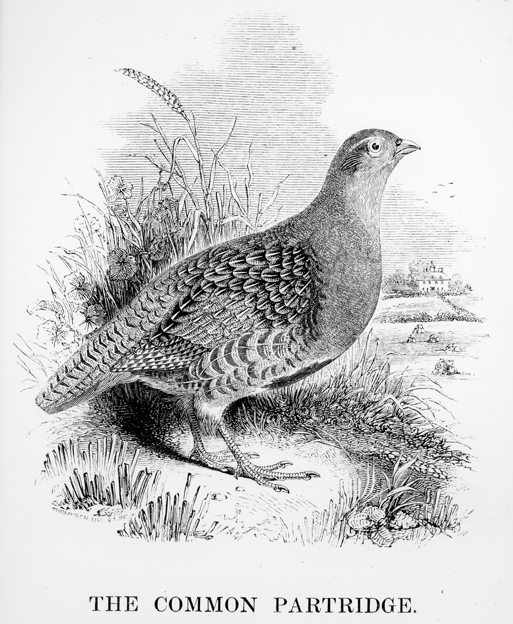 Koroptev obecná, ilustrace z „Historie britských ptáků“ od Williama Yarrella, poprvé vydaná v roce 1843 od William Yarrell