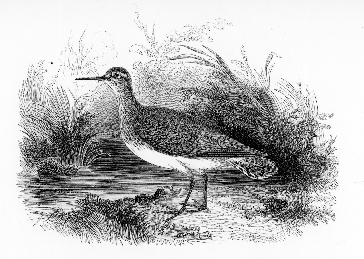 Sandpiper obecná, ilustrace z „Historie britských ptáků“ od Williama Yarrella, poprvé publikovaná v roce 1843 od William Yarrell