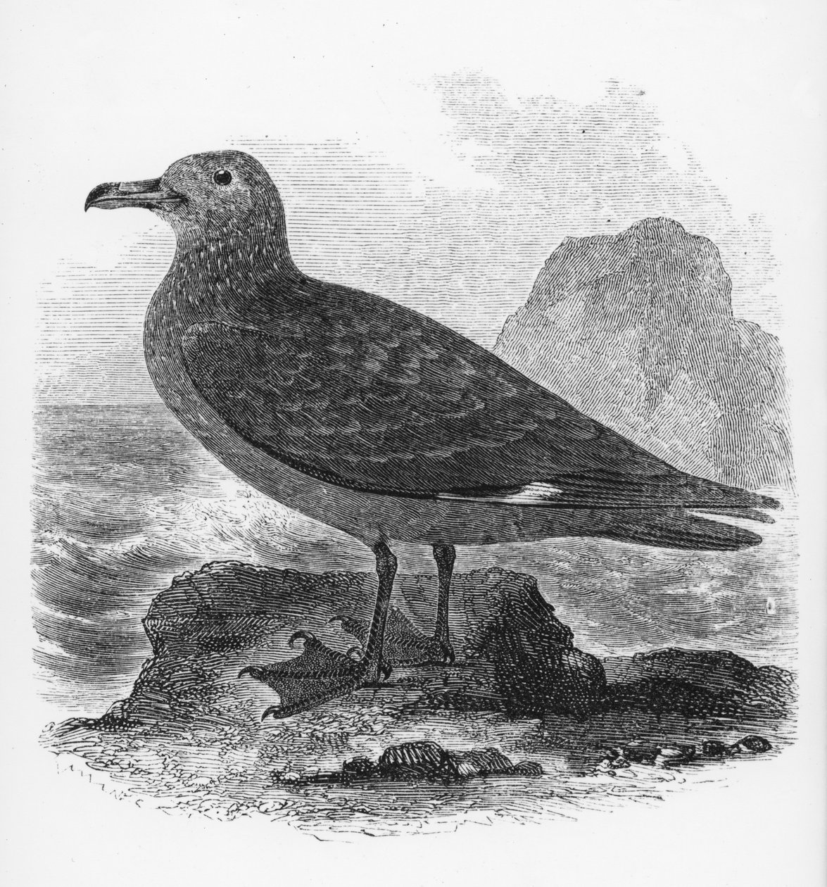 The Common Skua, ilustrace z „Historie britských ptáků“ od Williama Yarrella, poprvé publikovaná v roce 1843 od William Yarrell