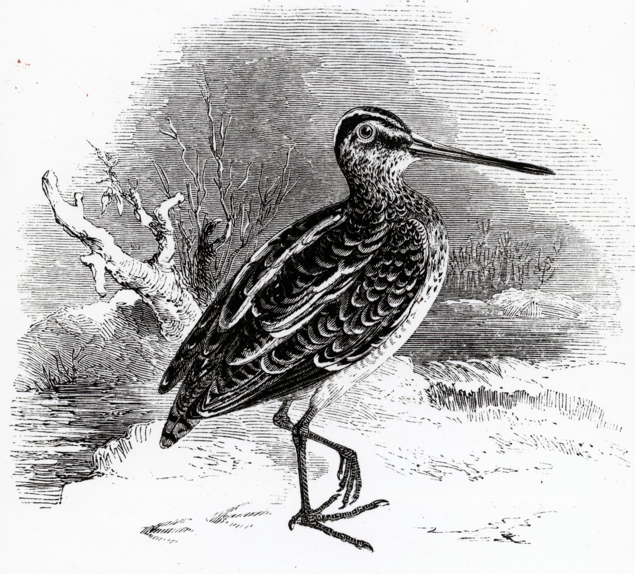The Common Snipe, ilustrace z „Historie britských ptáků“ od Williama Yarrella, poprvé publikována v roce 1843 od William Yarrell