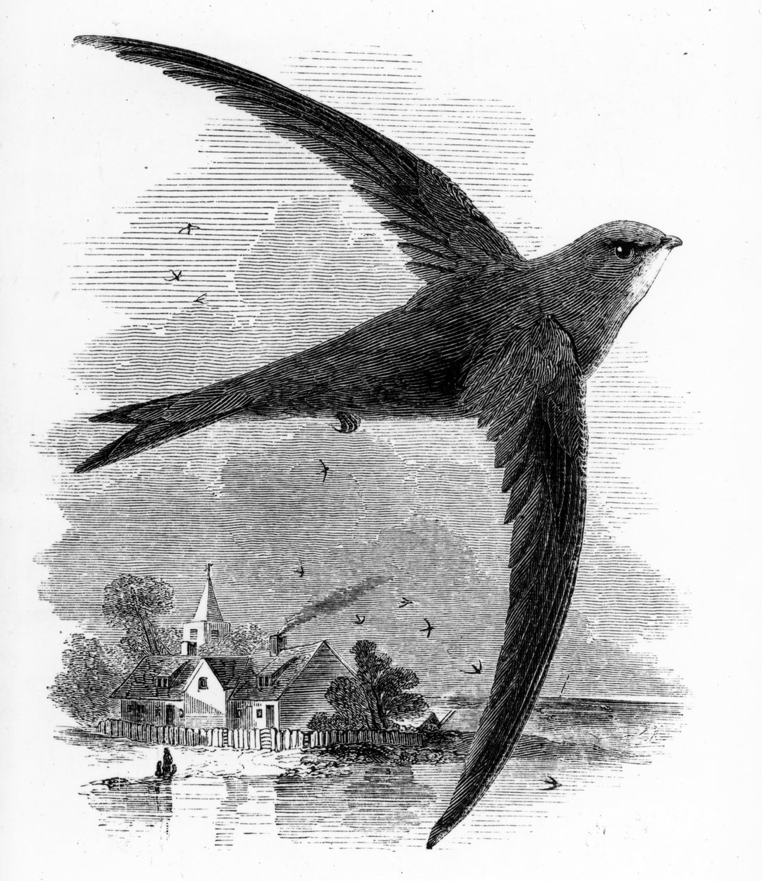Bystrouška obecná, ilustrace z knihy Williama Yarrella "A History of British Birds", poprvé vydané v roce 1843. od William Yarrell