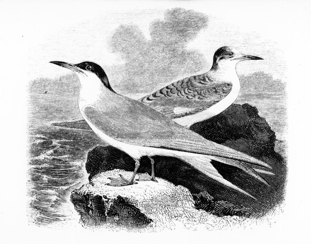 Rybák obecný, ilustrace z „Historie britských ptáků“ od Williama Yarrella, poprvé publikováno v roce 1843 od William Yarrell