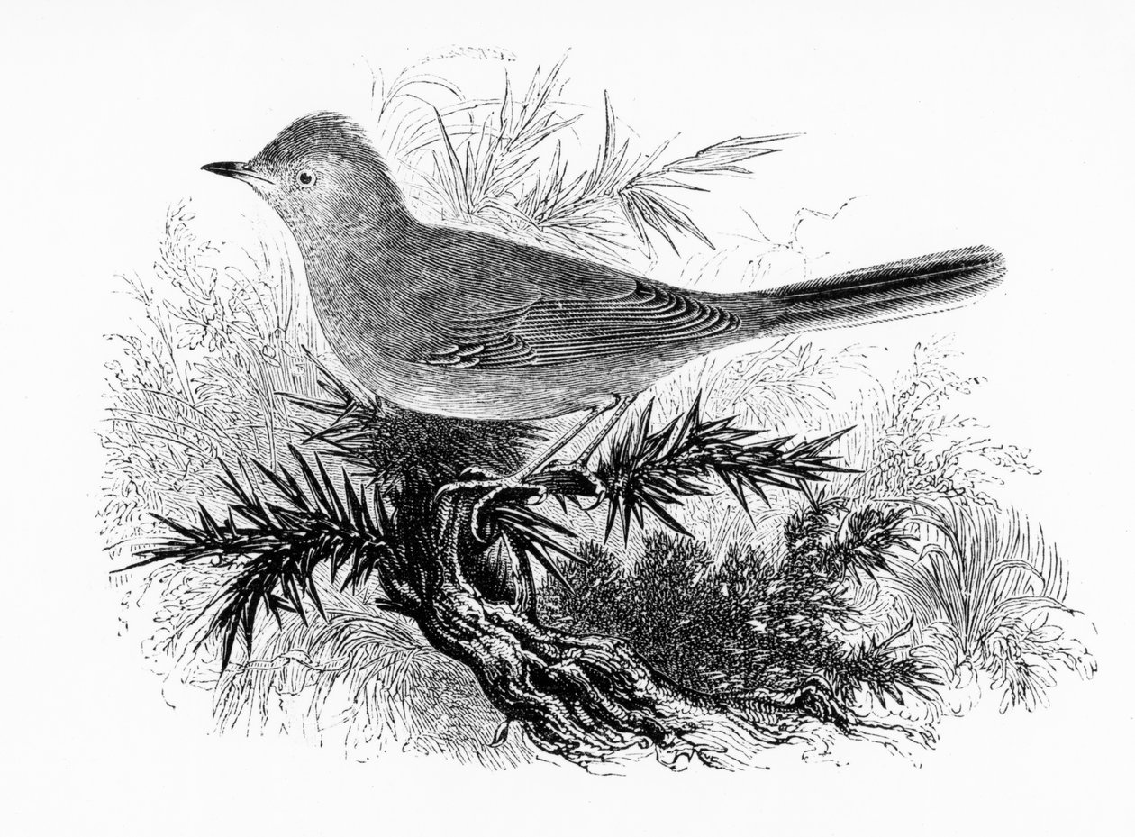 The Dartford Warbler, ilustrace z „A History of British Birds“ od Williama Yarrella, poprvé publikována v roce 1843 od William Yarrell