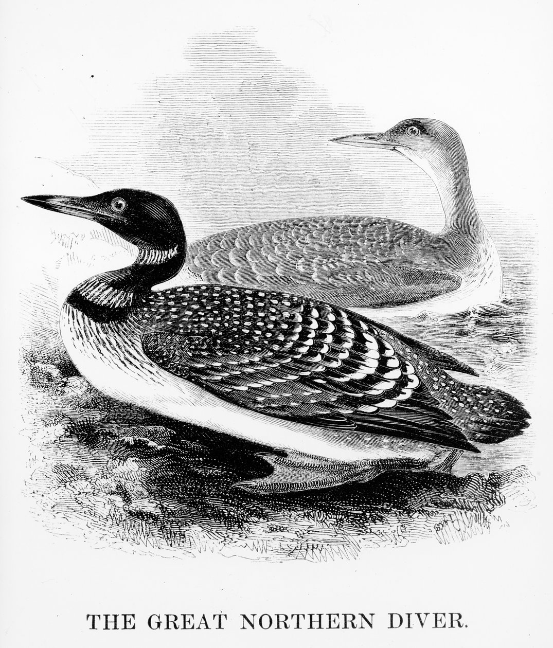 The Great Northern Diver, ilustrace z 