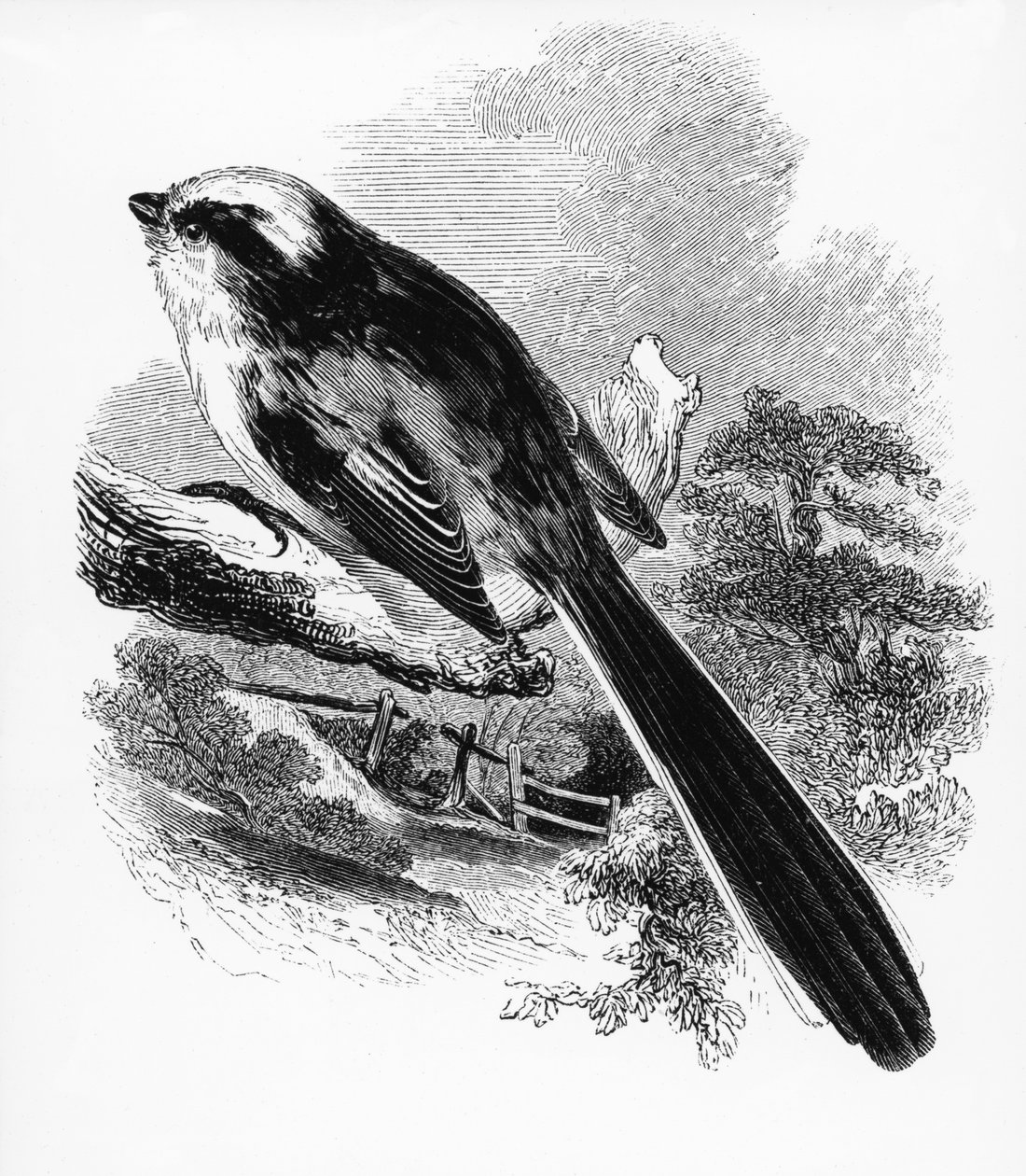Sýkora dlouhoocasá, ilustrace z „Historie britských ptáků“ od Williama Yarrella, poprvé publikována v roce 1843 od William Yarrell
