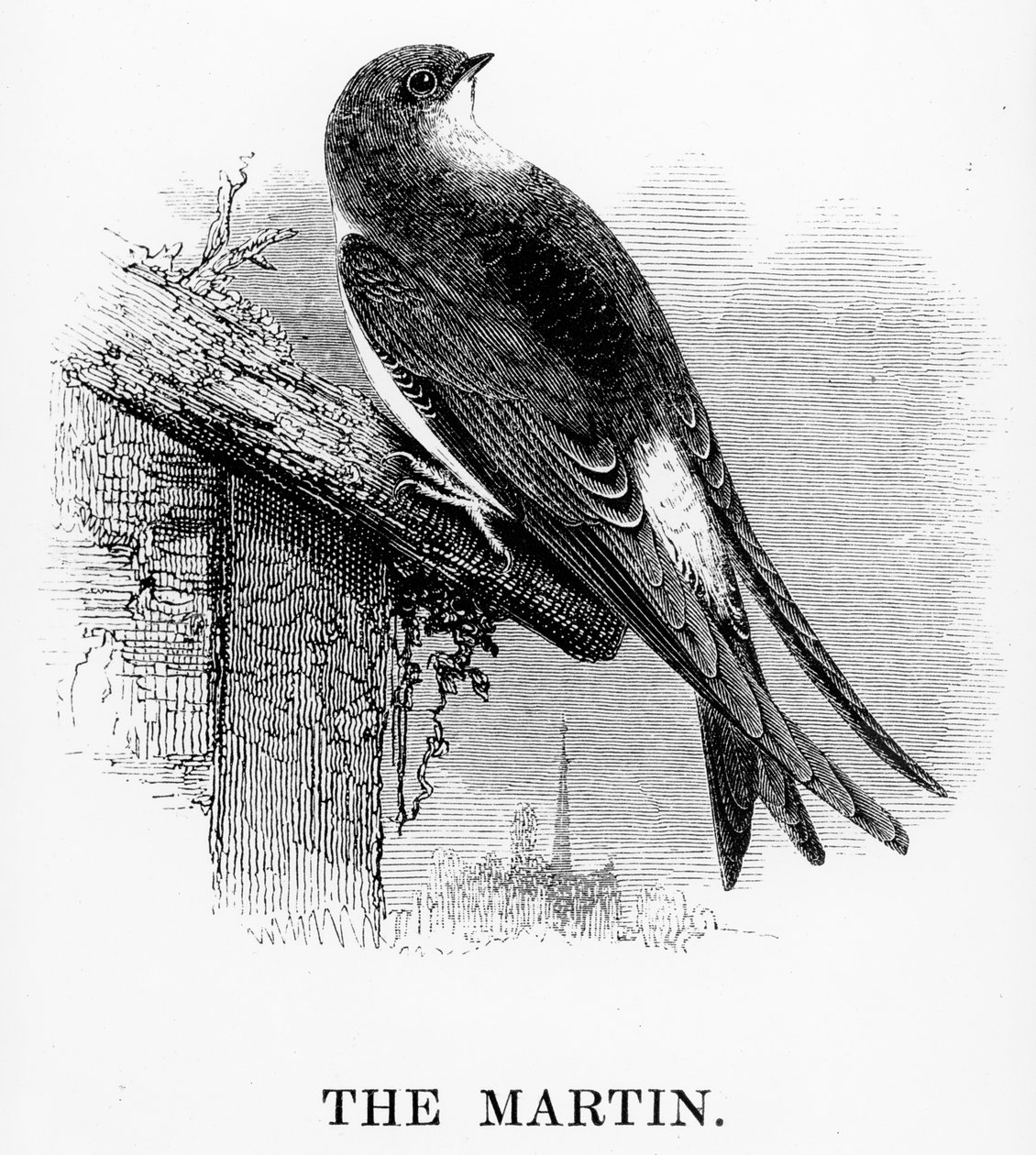 The Martin, ilustrace z 