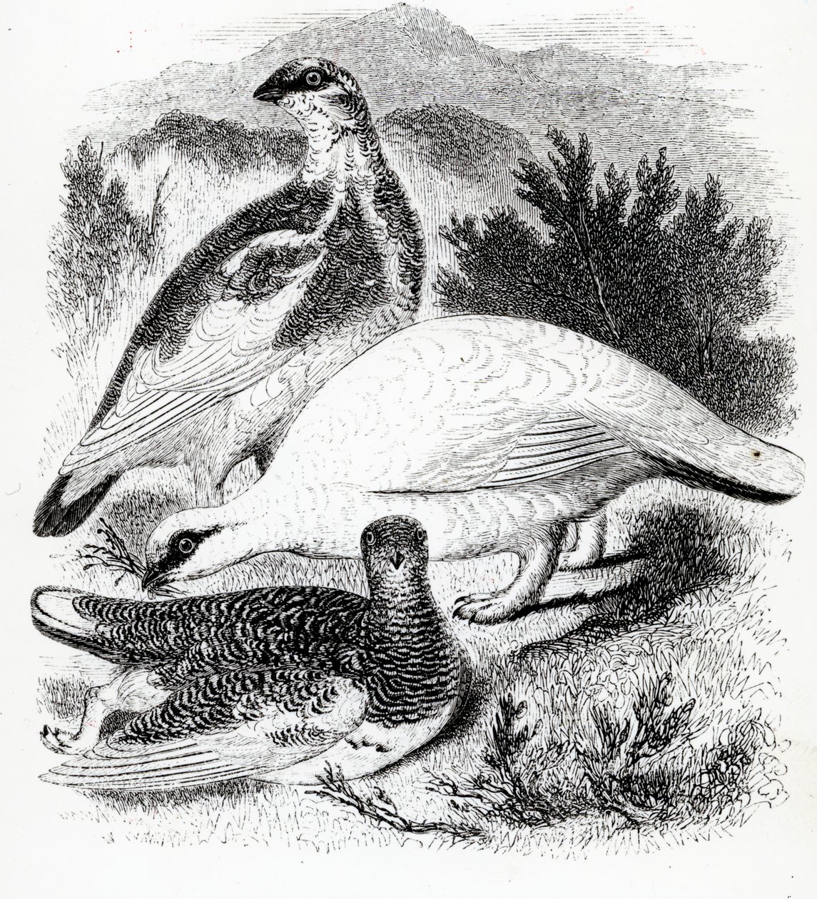 Ptarmigan, ilustrace z 