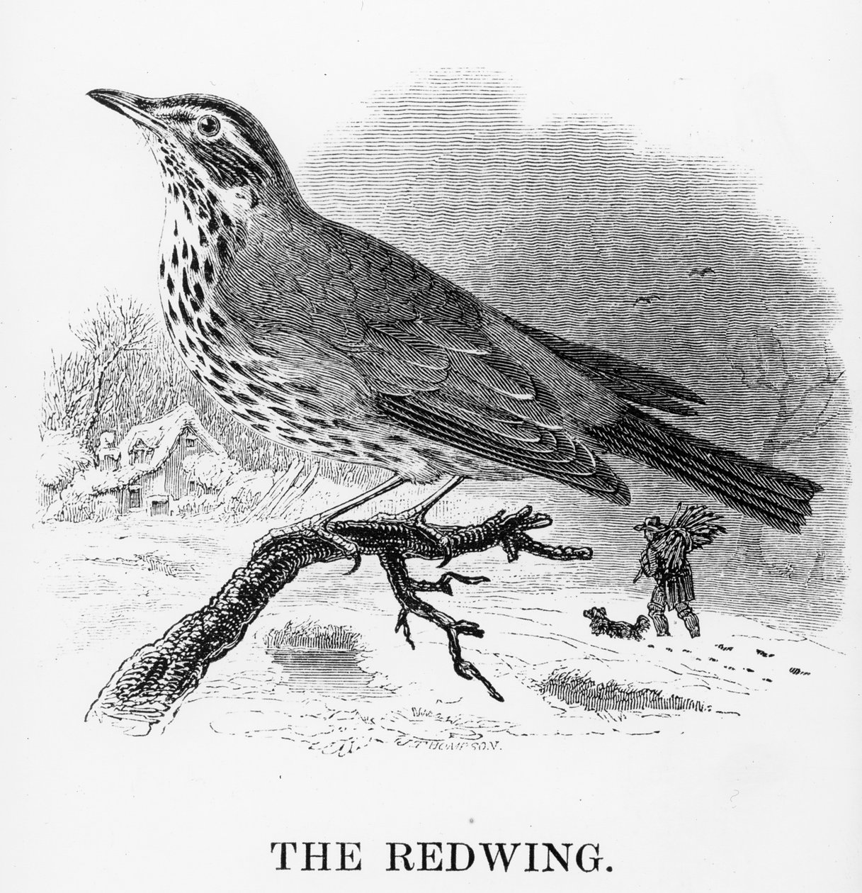 The Redwing, ilustrace z 