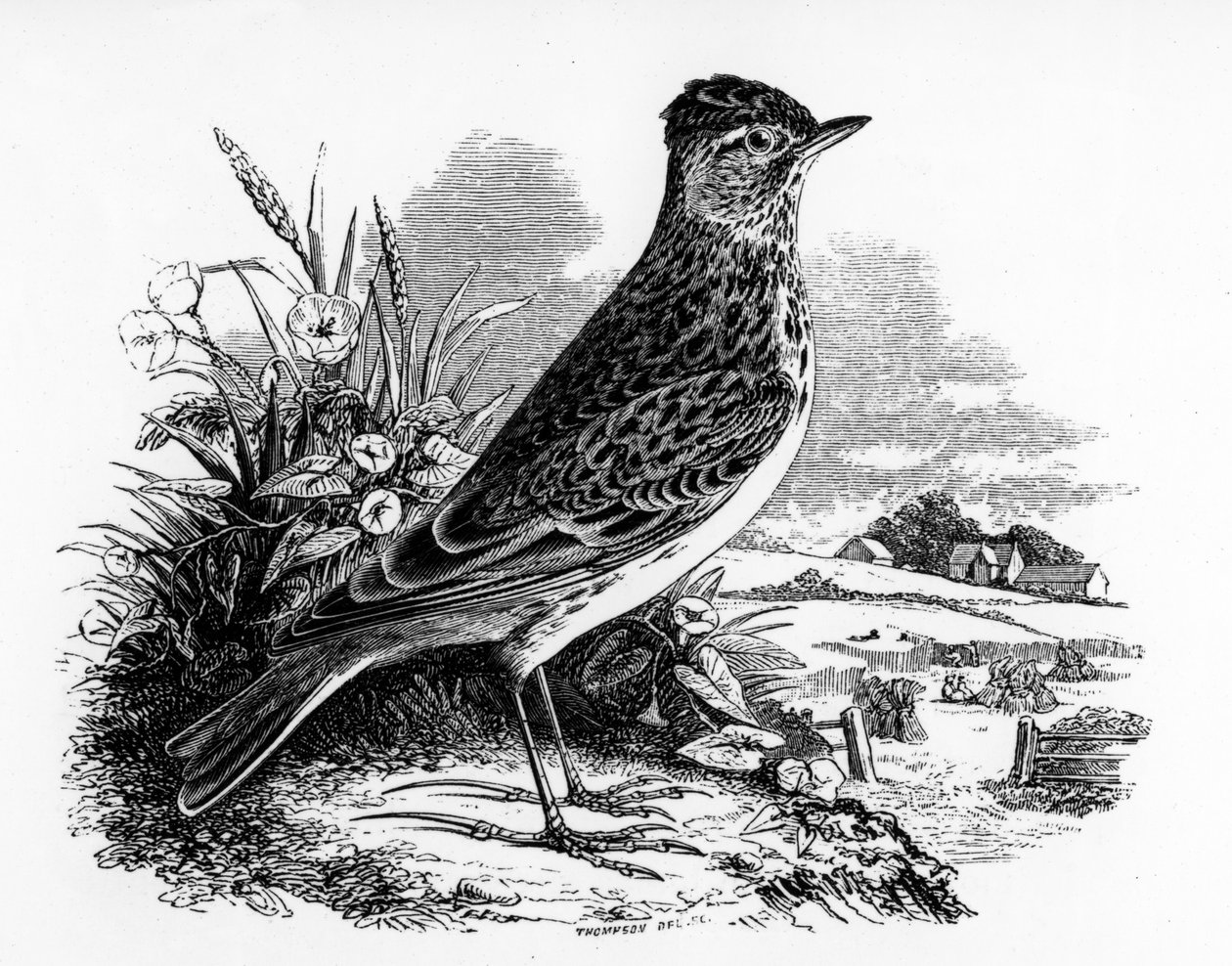 The Sky Lark, ilustrace z 