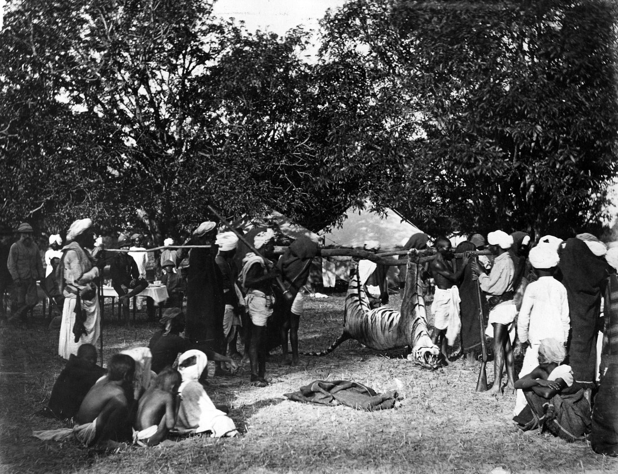 Lov tygrů v Indii, c.1870 od Willoughby Wallace Hooper