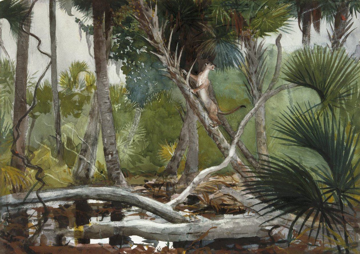 V džungli, Florida od Winslow Homer