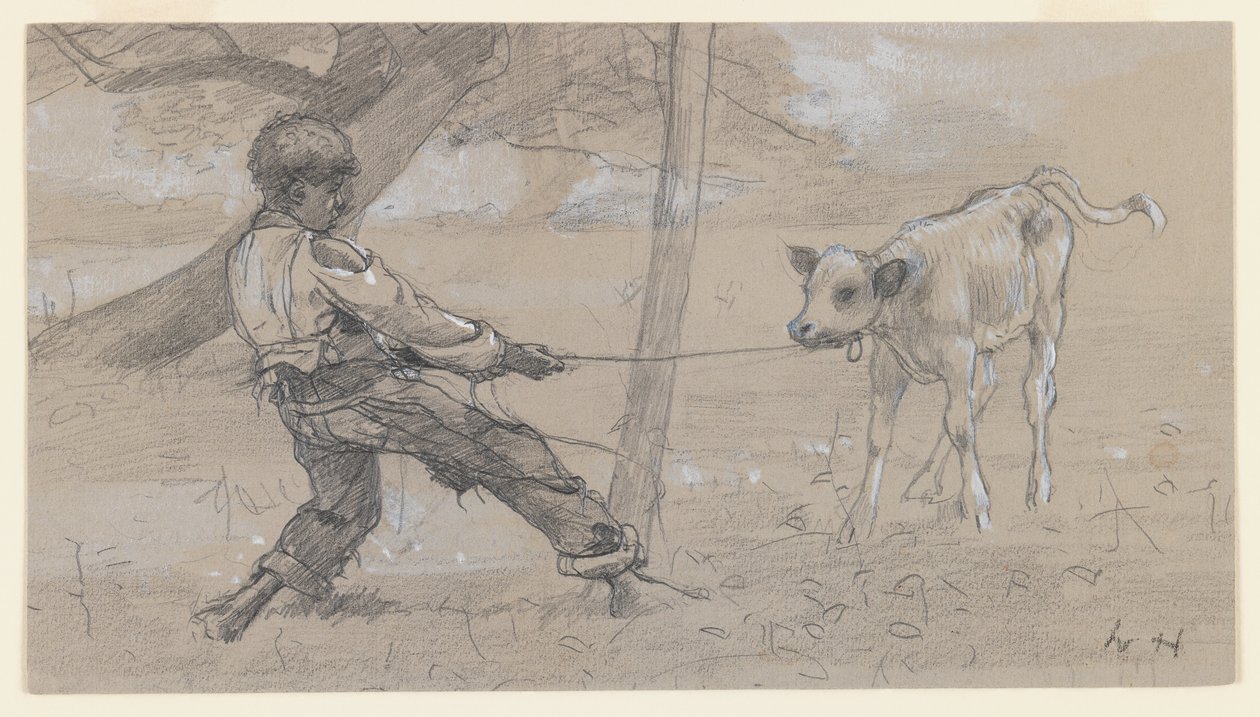 The Unruly Calf, c.1875-76 (grafit a čínská bílá na šedém tkaném papíře) od Winslow Homer