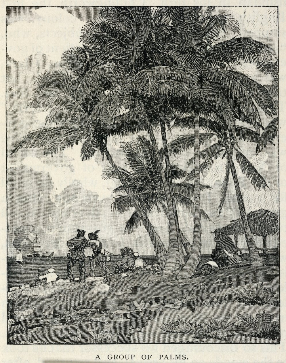 Skupina palem, z časopisu The Century Magazine, únor 1887 od Winslow Homer