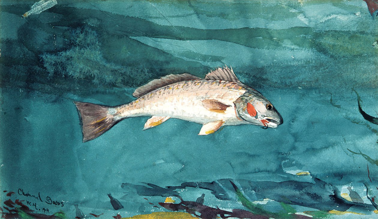 Channel Bass, 1904. od Winslow Homer