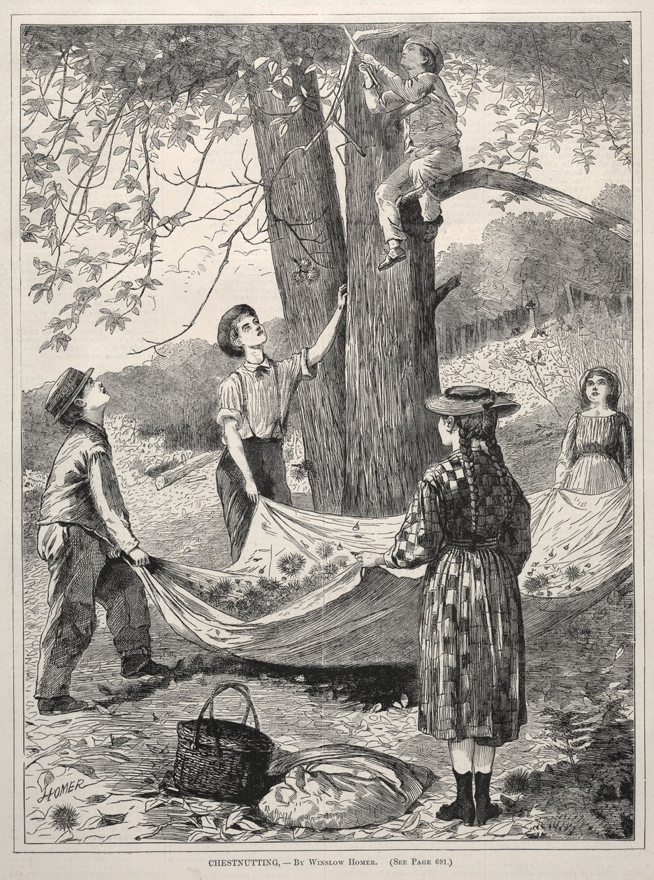 Sbírání kaštanů od Winslow Homer