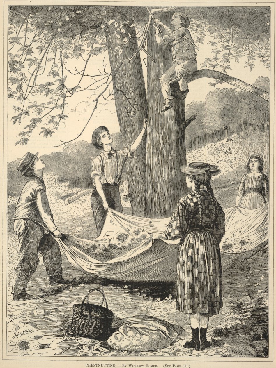 Chestnutting, od Každou sobotu: z 29. října 1870: Ilustrovaný časopis pro vybrané čtení od Winslow Homer