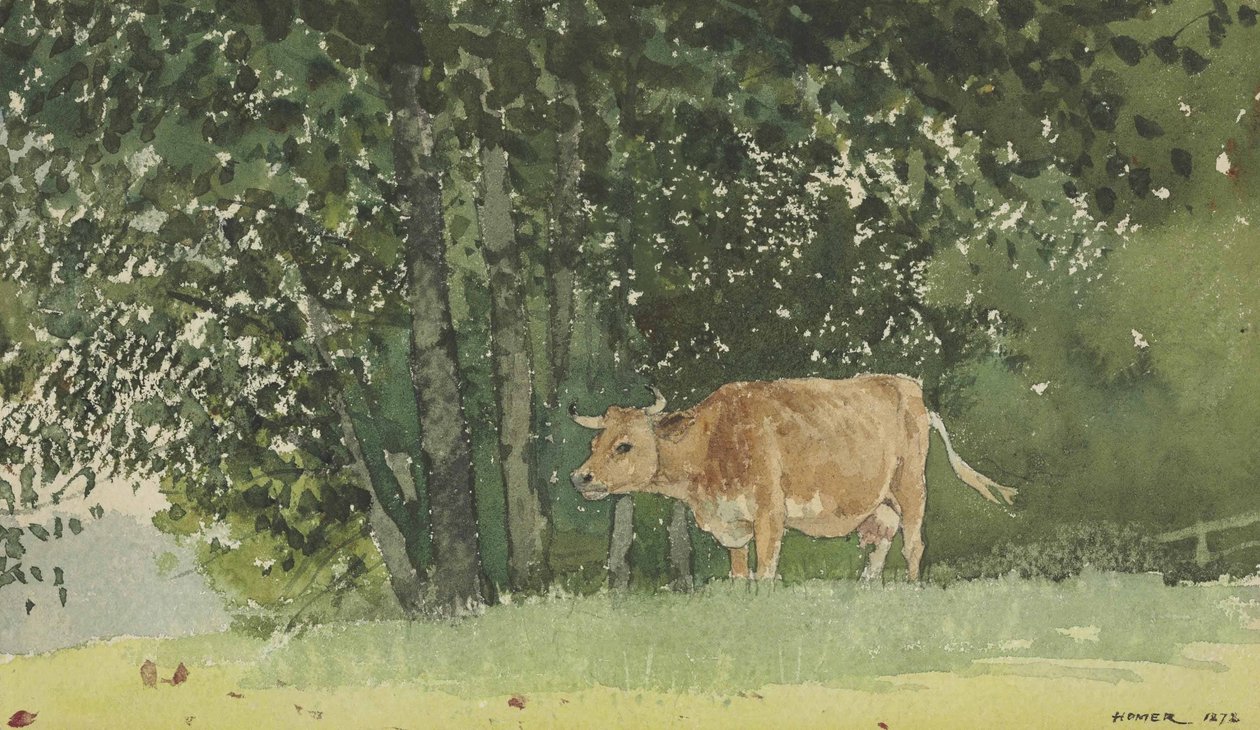 Kráva na pastvině od Winslow Homer
