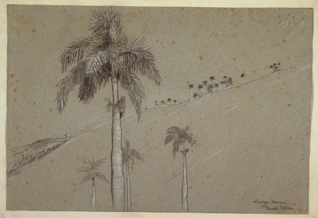 Kresba, Royal Palm, Kuba, 1885 od Winslow Homer