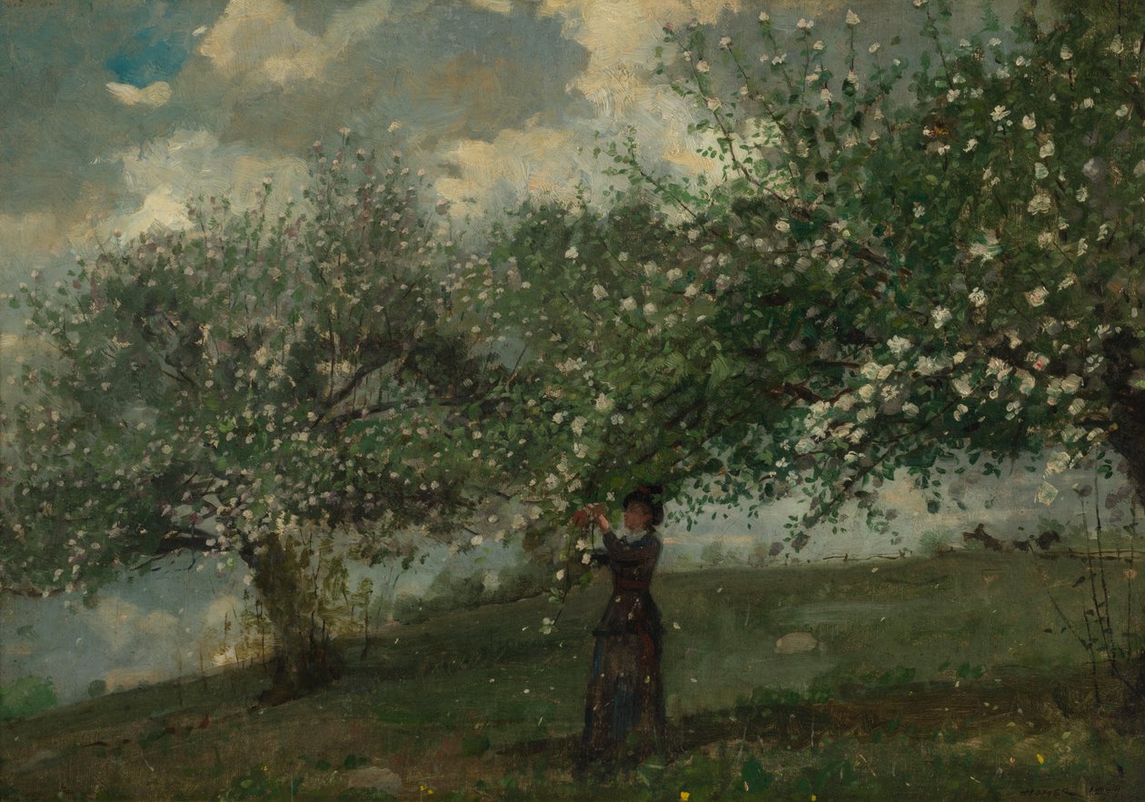 Dívka Sbírá Jabloňové Květy od Winslow Homer
