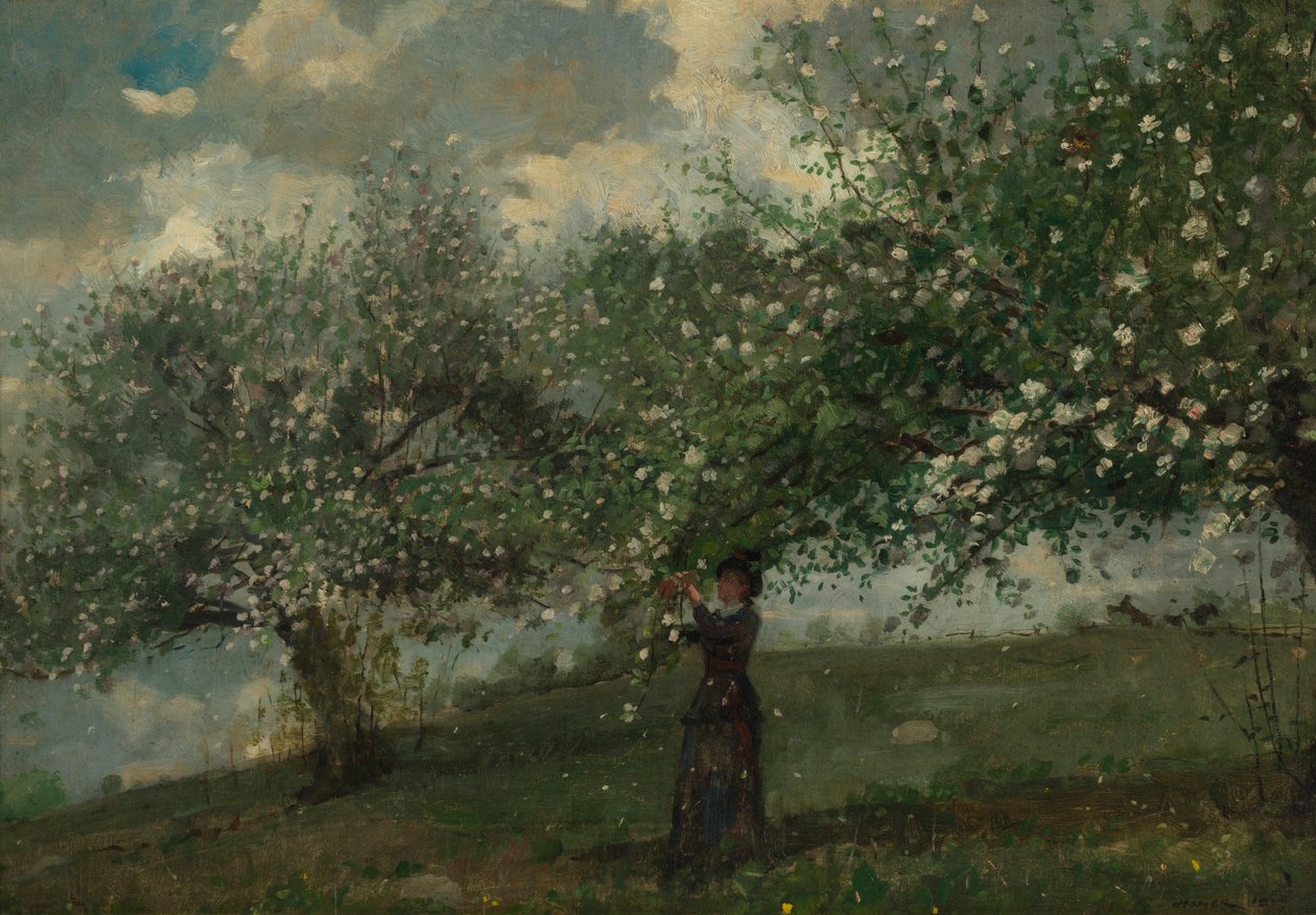 Dívka sbírající květy jabloní, 1879. od Winslow Homer