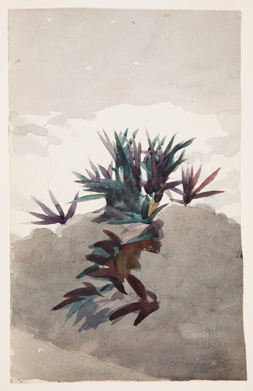 Hillside s Clumps of Maguey od Winslow Homer