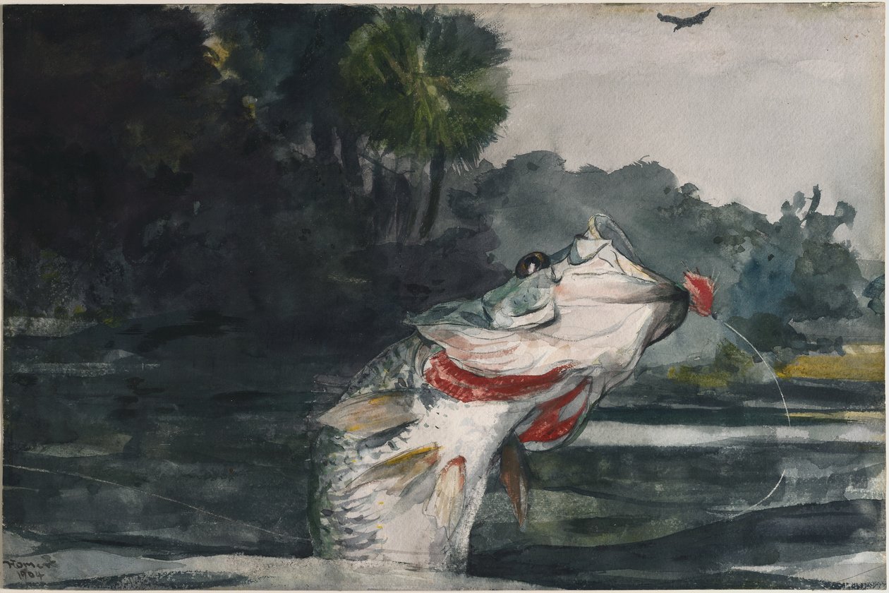 Černý okoun v životní velikosti od Winslow Homer