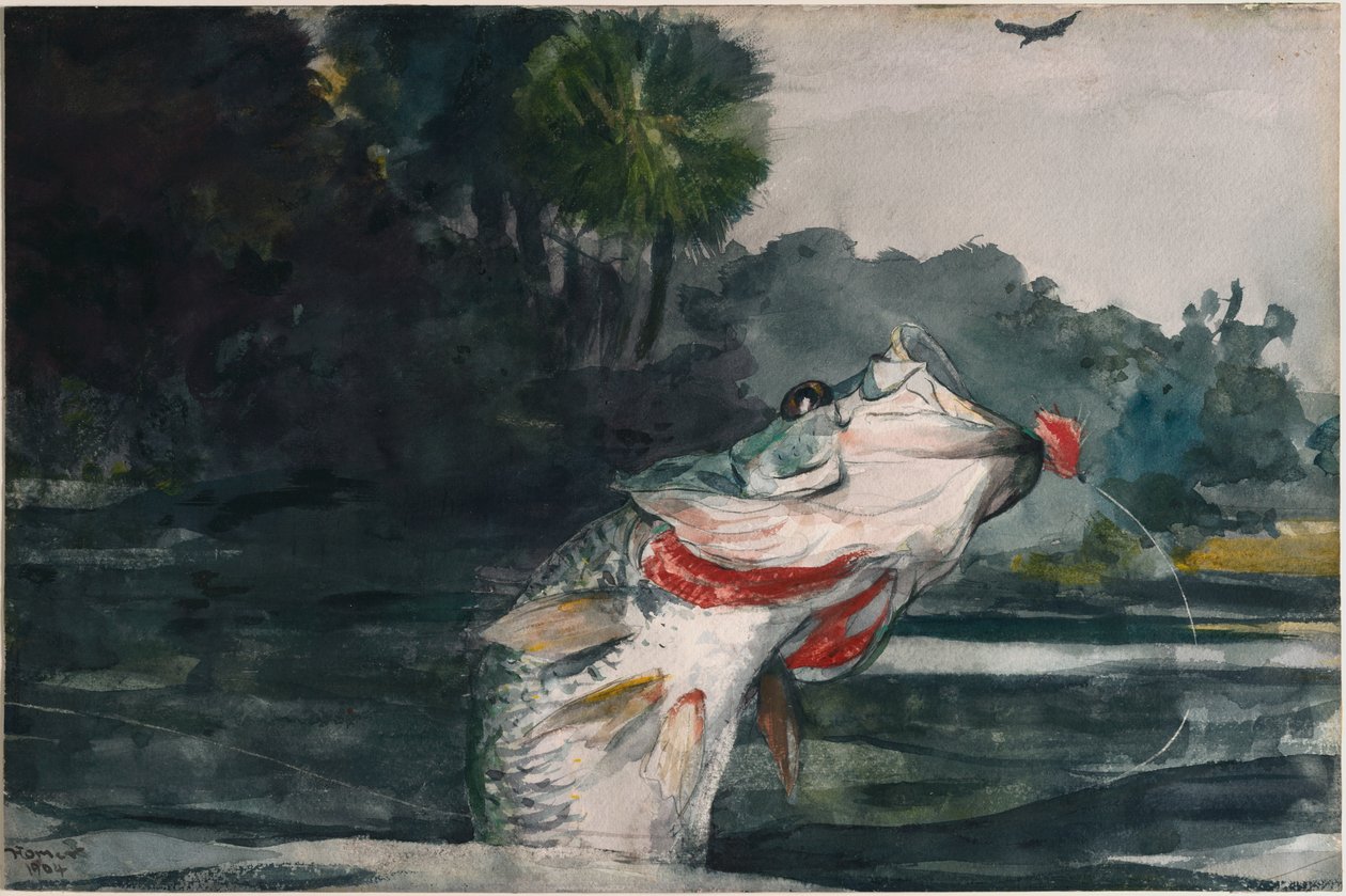 Černý okoun v životní velikosti od Winslow Homer