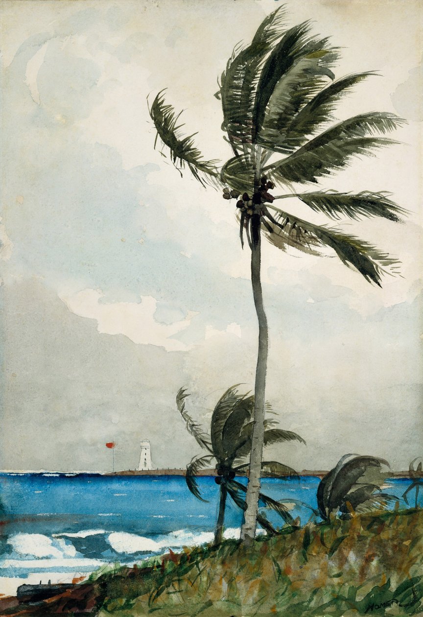 Palmový strom, Nassau, 1898 (čb a grafit na bělavém vliesovém papíře) od Winslow Homer