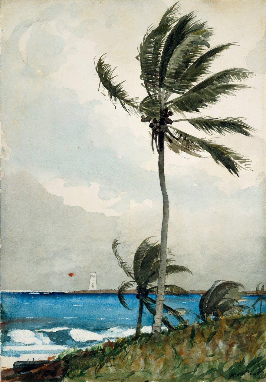 Palma, Nassau, 1898. od Winslow Homer