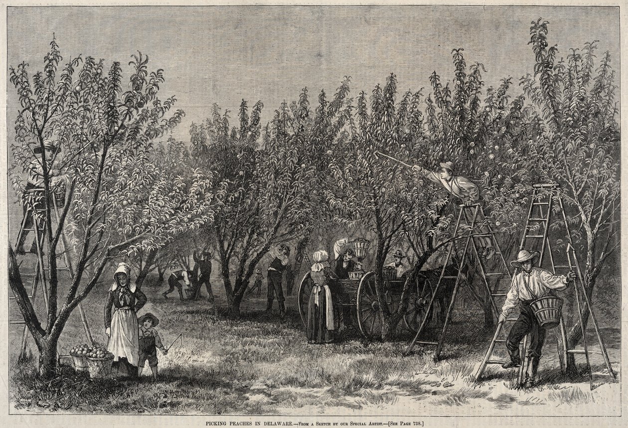 Sbírání broskví v Delaware. od Winslow Homer