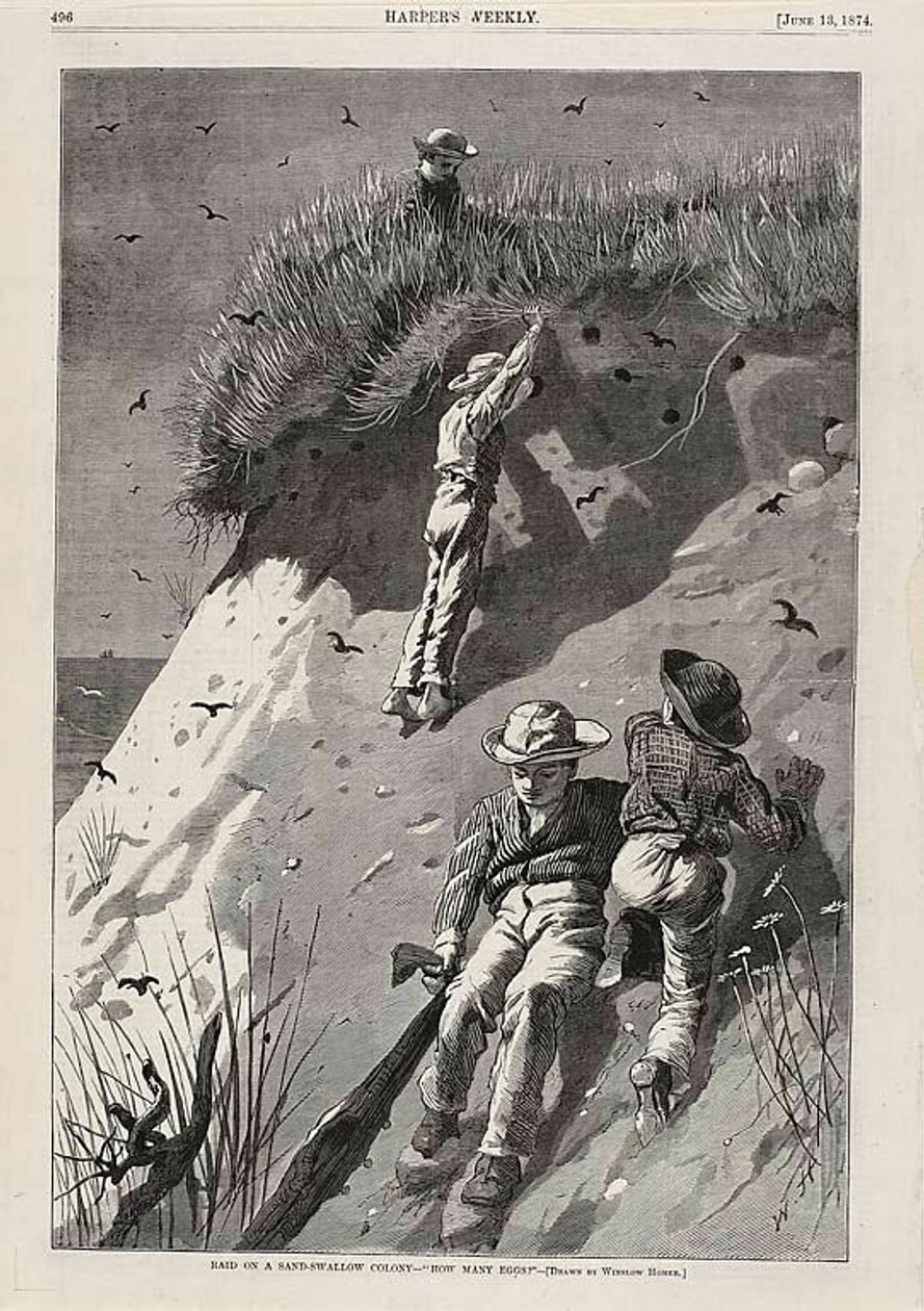 Nálet na kolonii vlaštovek písečných - "Kolik vajec" od Winslow Homer
