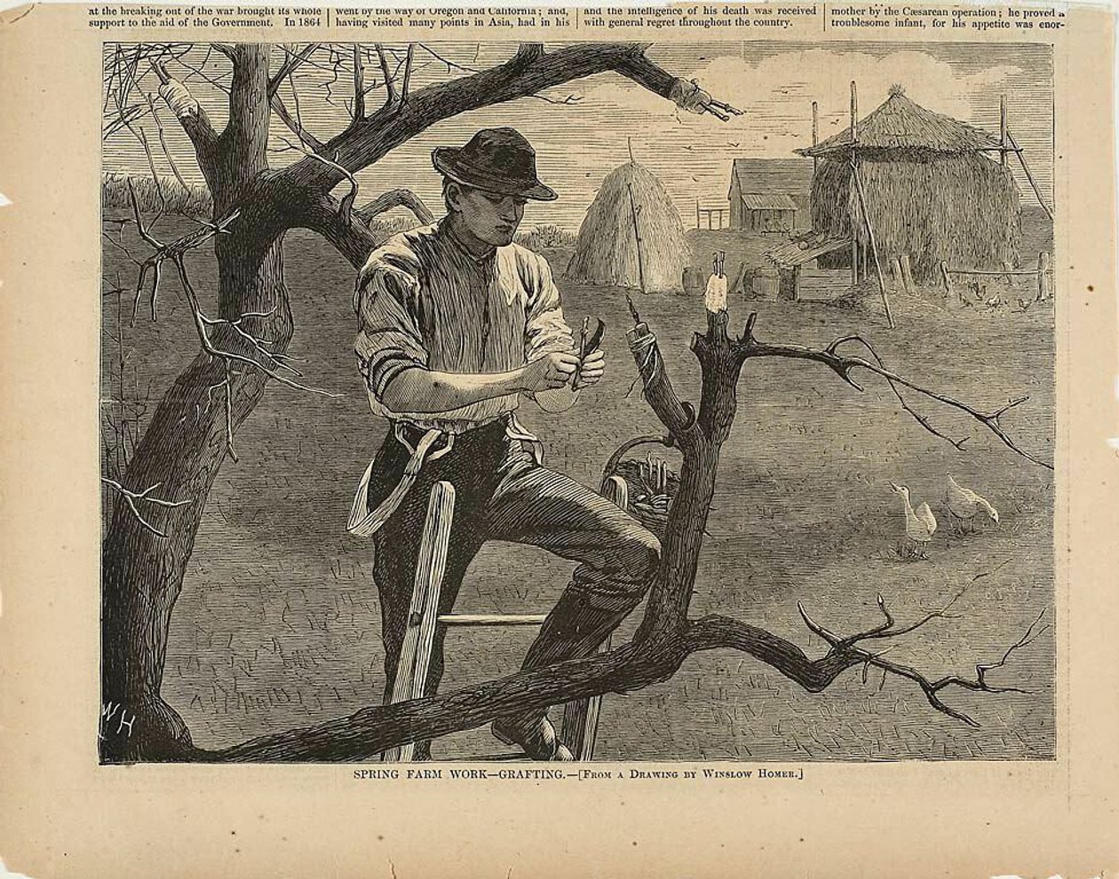 Jarní práce na farmě - roubování od Winslow Homer