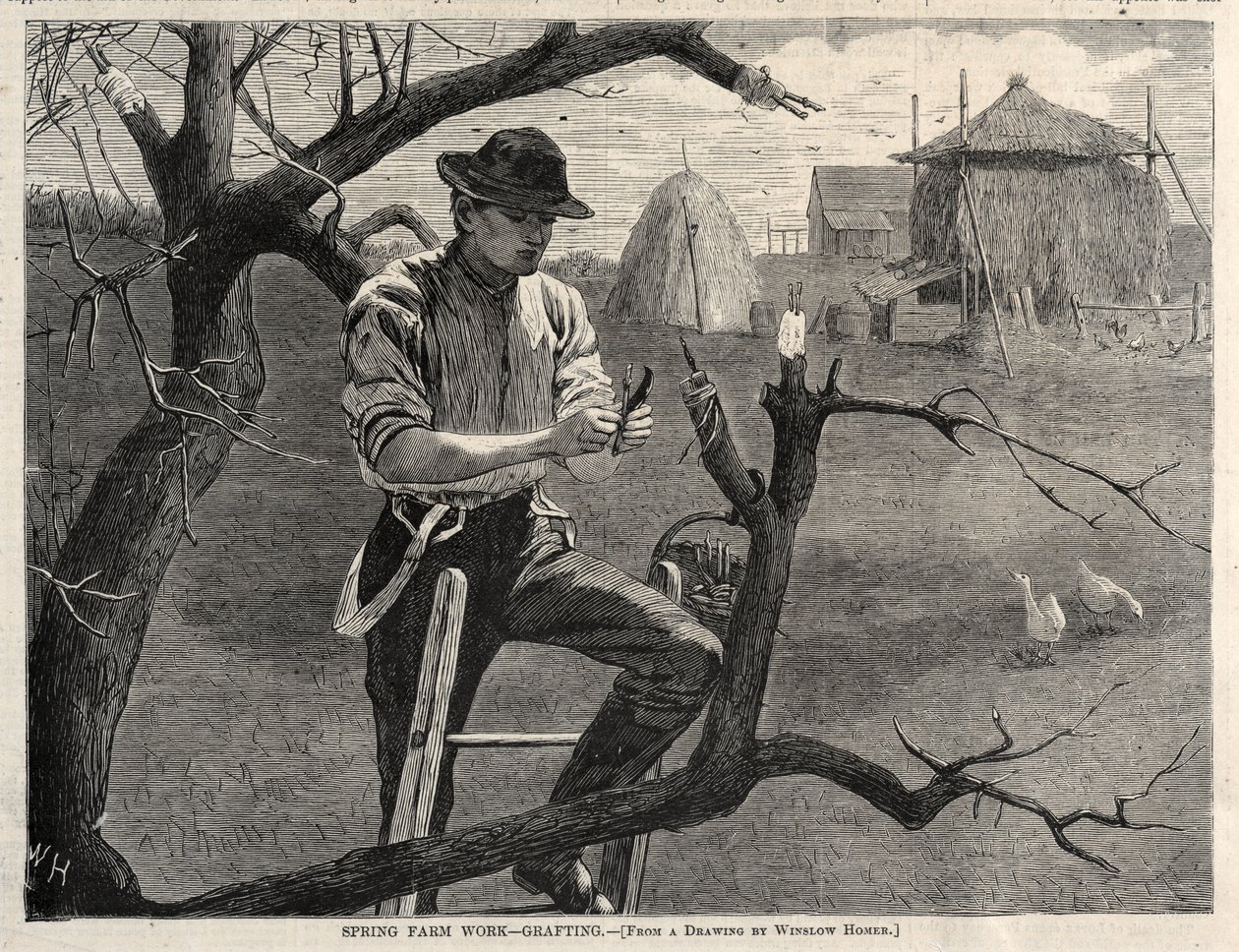 Jarní práce na farmě – roubování od Winslow Homer