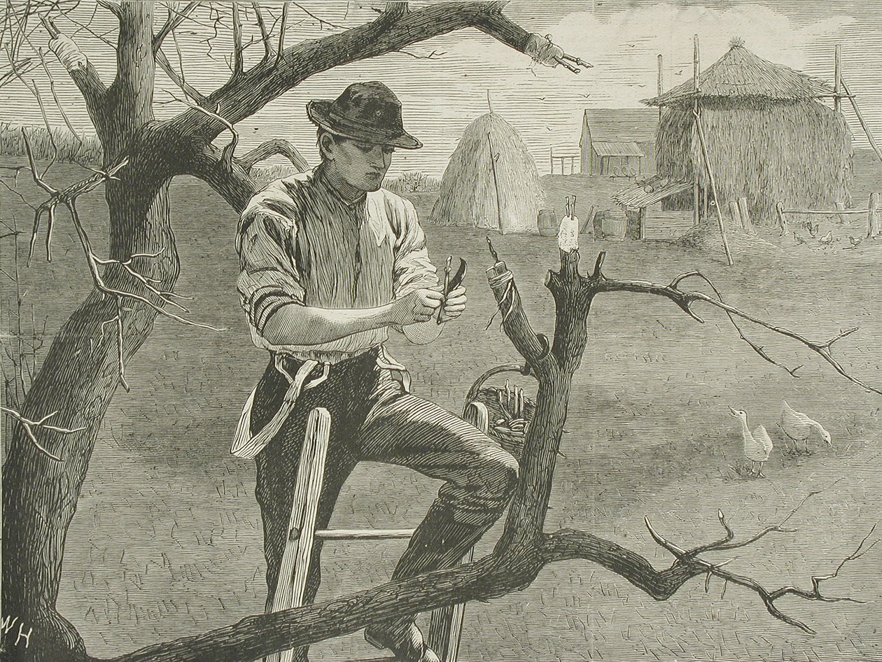 Jarní práce na farmě – roubování od Winslow Homer