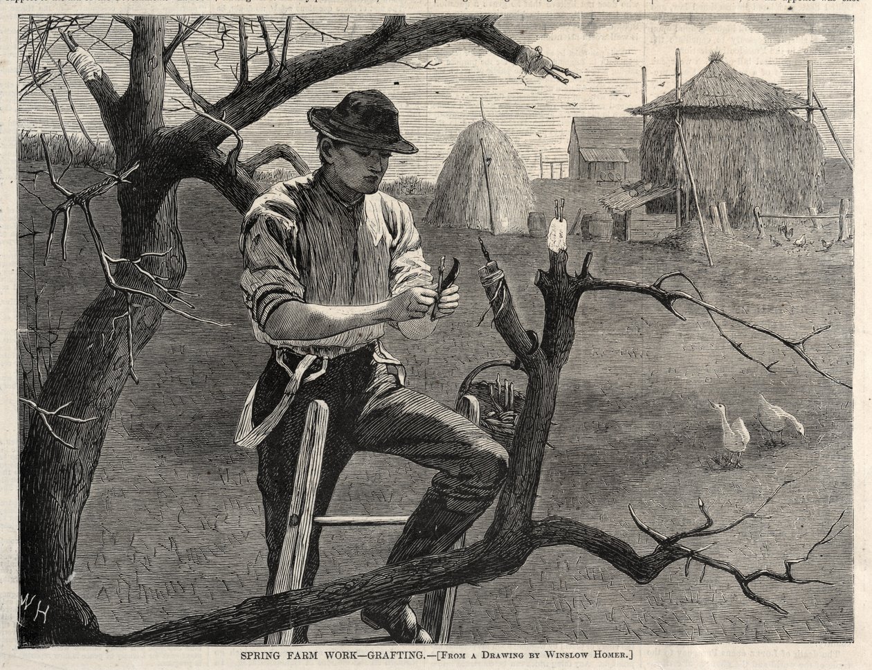 Jarní farmářské práce – roubování, 1870. od Winslow Homer