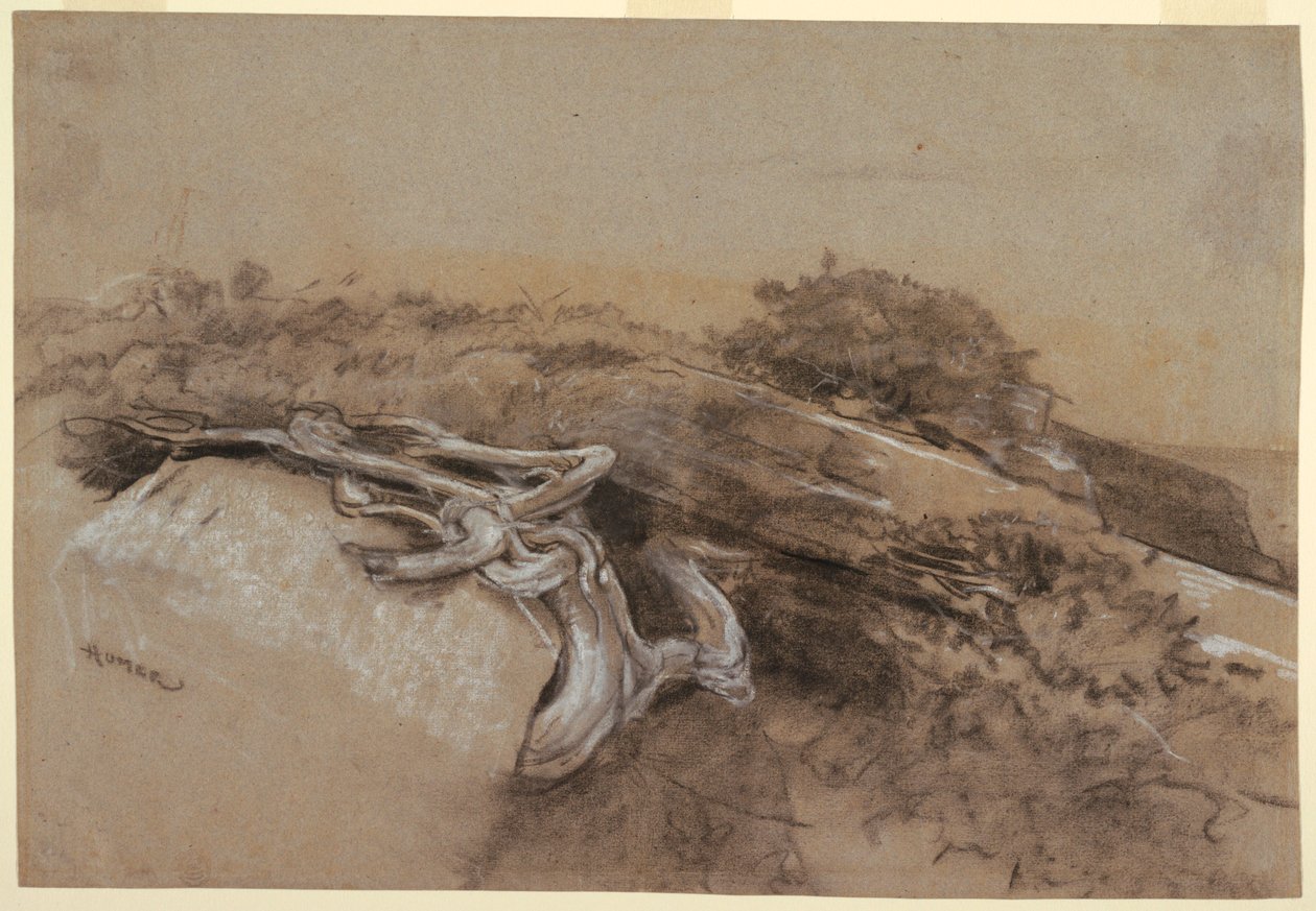 Studie kořenů stromů, Proutův krk, Maine od Winslow Homer