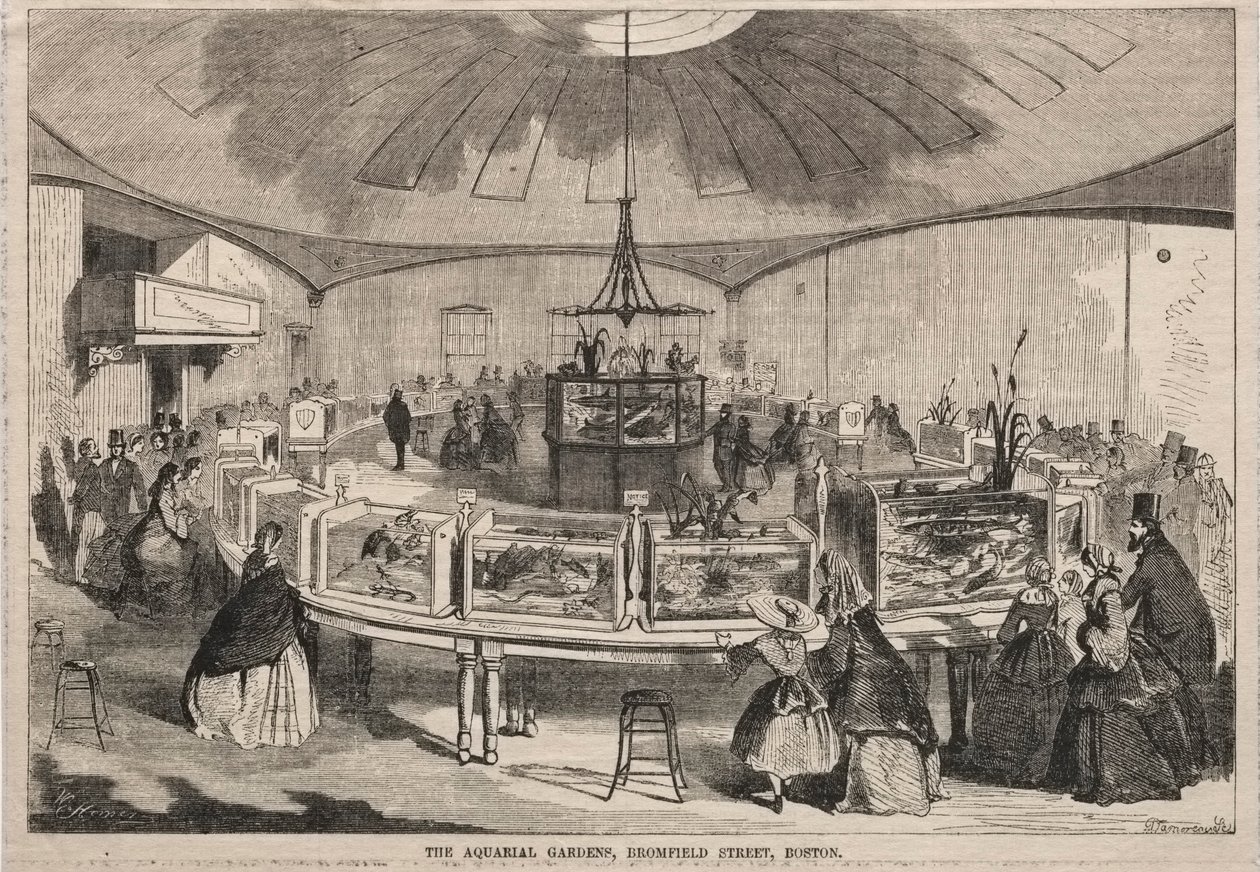 The Aquarial Gardens, Bromfield Street, Boston od Winslow Homer