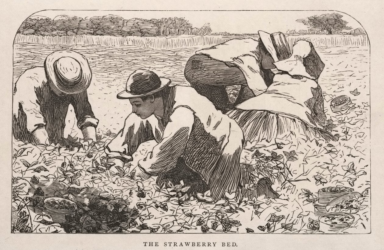 Jahodová postel od Winslow Homer